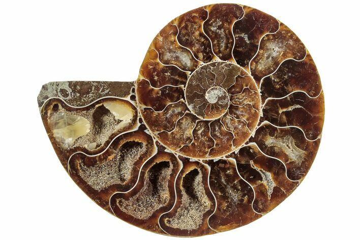 Cut & Polished Ammonite Fossil (Half) - Madagascar #233551